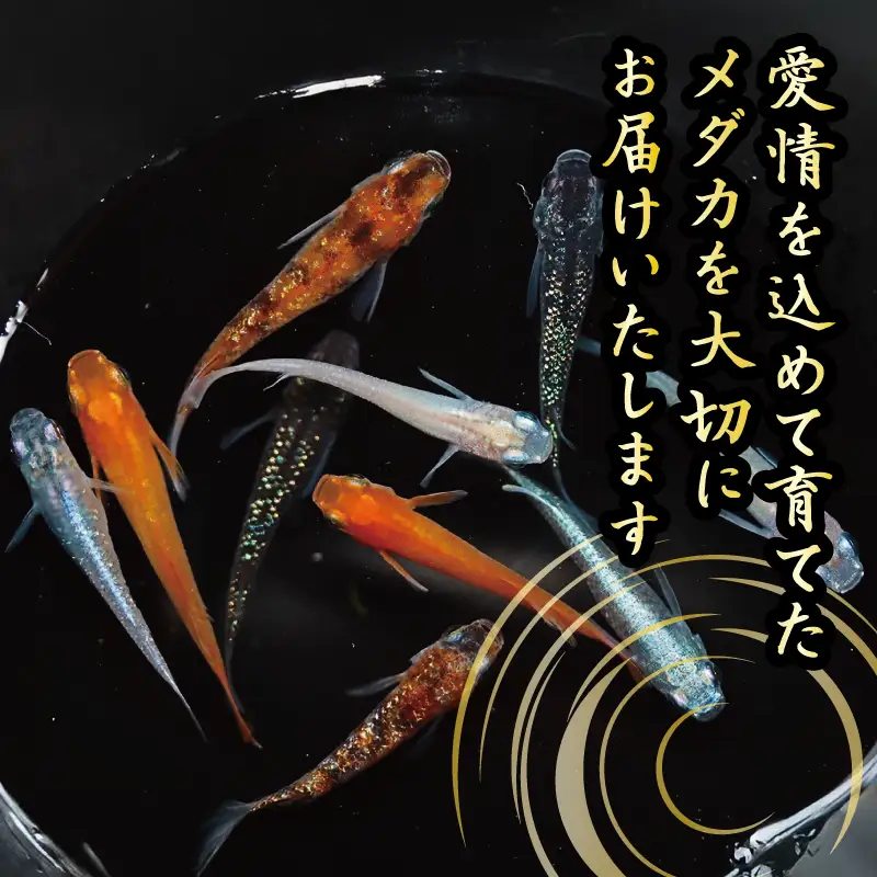 129-30　ユリシス松井ヒレ長　オス・メス　ランダム30匹　鑑賞用 繁殖 綺麗　静岡県 牧之原市 丸長