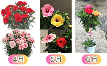 モリヒロ園芸が育てたお花の12ヶ月定期便 植物 