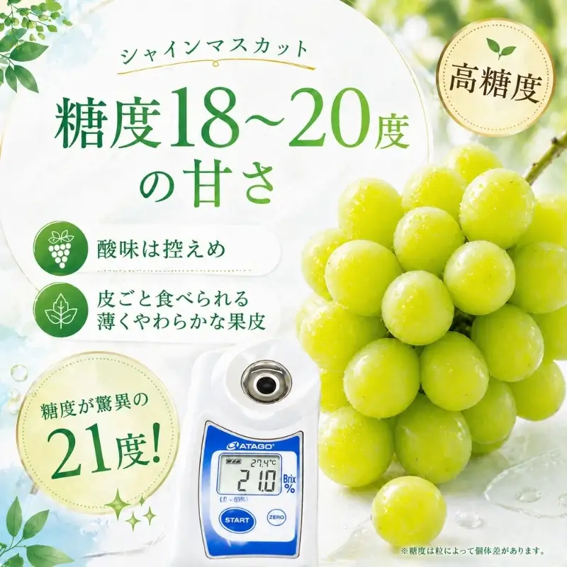数量限定 モリヒロ園芸が育てたシャインマスカット 約1.5kg（2房） フルーツ ぶどう 