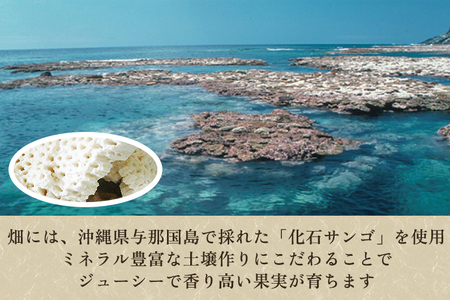 【2026年先行予約】新潟特産「幻の洋梨」ル・レクチェ【贈答用】 2kg（5~7玉）《11月下旬~出荷》 果物 洋梨 梨 冬の味覚 産地直送 加茂市 太蔵ファーム