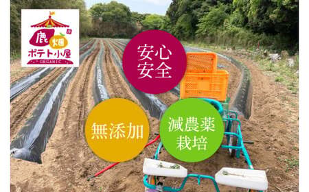 【数量限定】鹿嶋市産！鹿畑ポテト小屋の紅はるか 干し芋 3～４袋入り 合計1kg【数量限定 ほしいも 干芋 さつまいも サツマイモ 鹿嶋市 茨城県 15000円以内 】 （KBR-18）