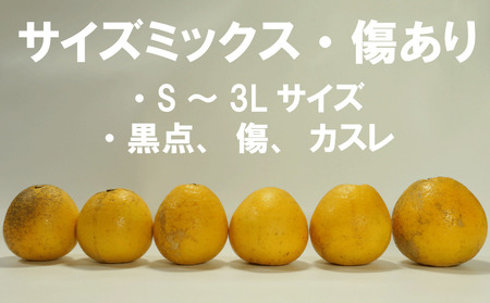 【訳あり】 愛南ゴールド 約10.5kg 柑橘 フルーツ みかん 河内晩柑  