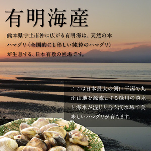 KKN水産 天然!! 有明海産の本ハマグリ（小 約1.2kg） _U111-0002