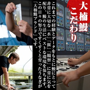 うなぎの大楠＜大＞4尾セット計600g(150g×4) うなぎ 鰻 ウナギ 4尾 国産 九州産 蒲焼き かばやき 冷凍 うな重 ひつまぶし タレ 山椒 真空パック ランキング 人気 b8-026