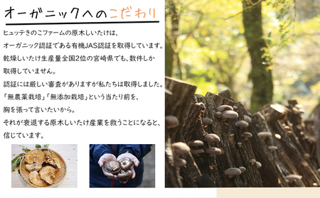 宮崎県産 乾燥 椎茸 40g×3袋 チャック袋入 [ HUTTE 宮崎県 美郷町 31ao0012]