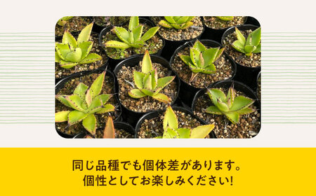 Agave chiapensis　アガベ チアペンシス 1株 長与町/アグリューム[EAI121]  観葉植物 多肉植物 苗 植物 アガベ あがべ インテリア
