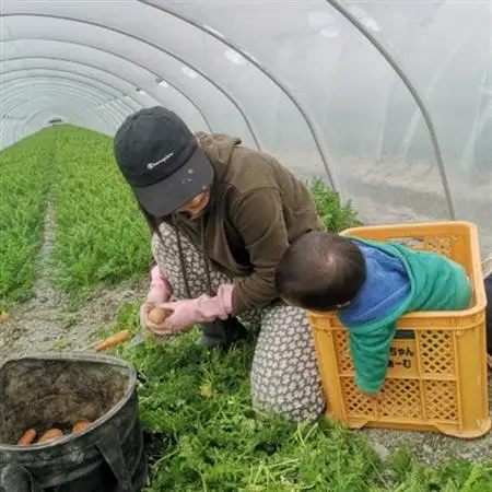 徳島県藍住町産　春にんじん　約5kg【1142299】