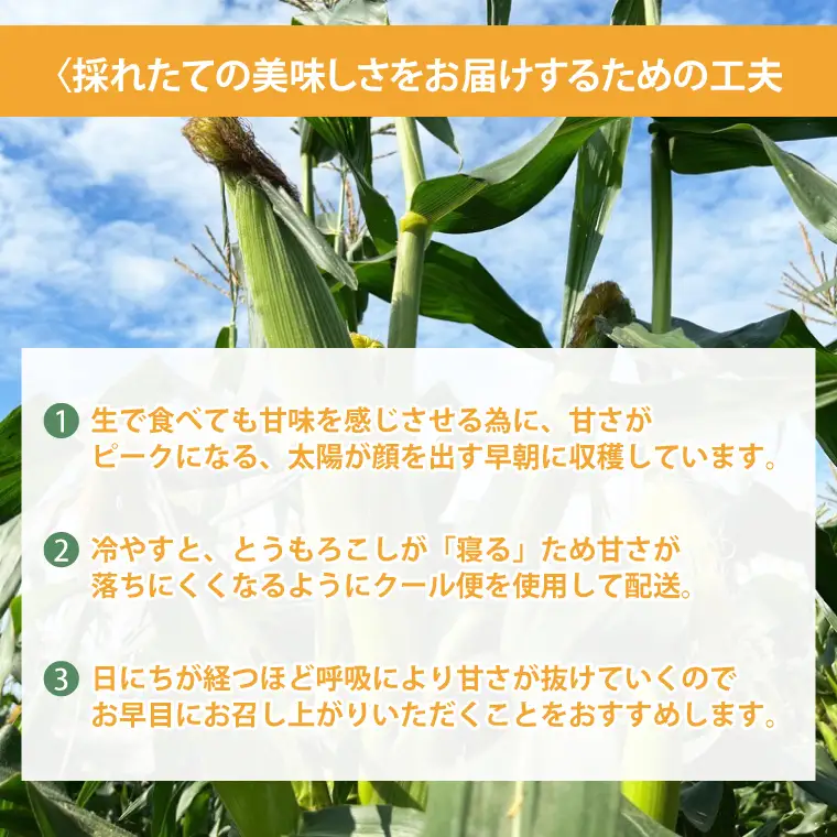【数量限定】とうもろこし おまかせ1品種（9～10本） 茨城県 水戸市（IW-1）