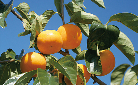 ≪2026年先行予約≫【仲野観光果樹園】ご家庭用 山形県産 庄内柿 5kg(25～31個) 2026年10月下旬から順次発送 柿 かき デザート フルーツ 果物 くだもの 果実 食品 山形県 F2Y-5547