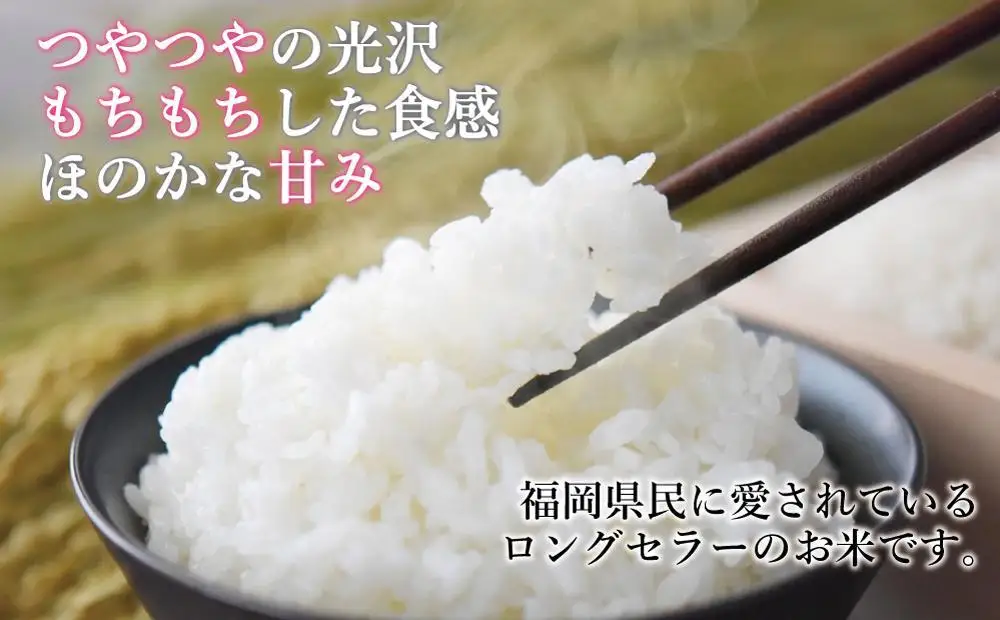 令和7年米 福岡県産 米 金のめし丸夢つくし 5kg | 精米 お米 こめ 白米 ライス ブランド米