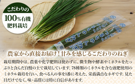 ネギしゃぶセット(つるちゃんねぎ・黄金の鍋つゆ・青柚子こしょう) | ネギしゃぶ セット 野菜 葱 ねぎ ネギ 調味料 鍋の素 手作り ゆずこしょう 柚子胡椒 薬味 鍋 しゃぶしゃぶ 大分県 中津市