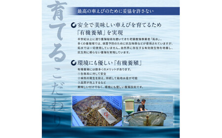 種子島 産 車えび ３L 冷凍 車海老 (250g×2袋) 計500g　NFN553【325pt】