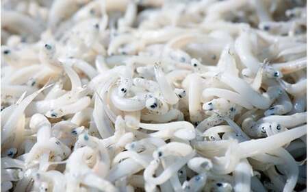 【3カ月定期便】橋市の詰め合わせセットM（釜揚げしらす500g・じゃこの佃煮300g・太刀魚のみりん干し500g）※北海道・沖縄・離島配送不可 / 干物 味醂干し おつまみ ご飯のお供 シラス 冷蔵 お取り寄せ 和歌山県 田辺市 【has013-tk】