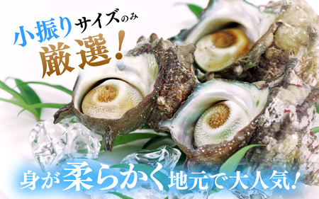 天然 サザエ ボイル済み 約14～18個 約800g (400g×2P)  若狭湾の素潜り さざえ   [m17-a051]