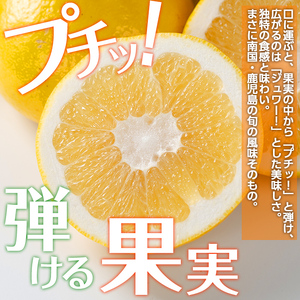 i917 ＜2026年3月上旬～5月下旬の間に発送予定＞＜訳あり＞サワーポメロ(約10kg) 柑橘 サワーポメロ 鹿児島県 国産 果物 フルーツ みかん 文旦 ボンタン 訳あり 【江崎果樹園】