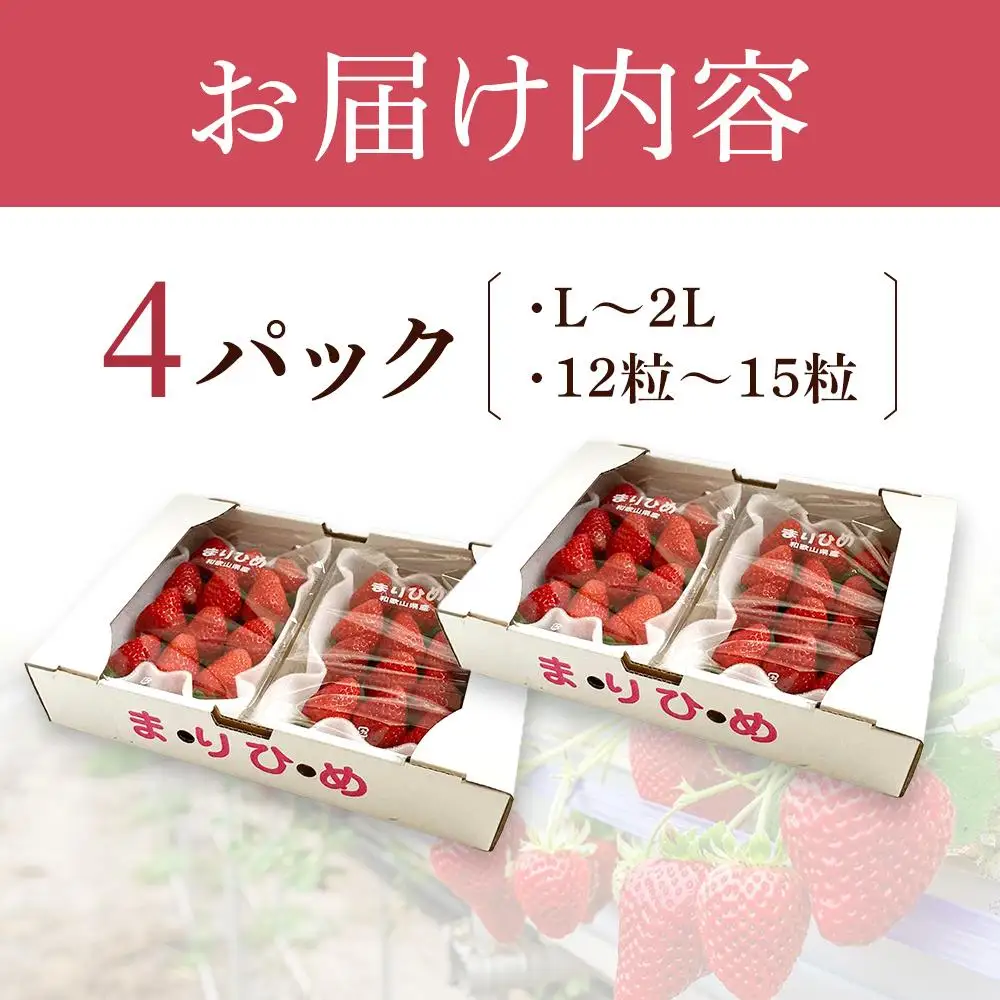 まりひめイチゴ L～2L 12粒～15粒×4パック［2027年1月中旬から発送］［先行販売］［KG8］
