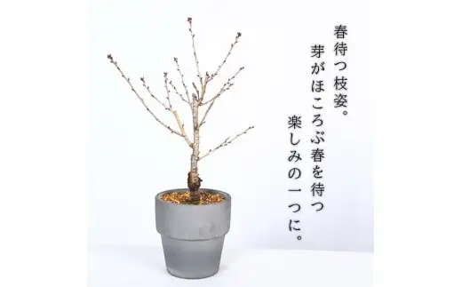 【39-08】 養庄園 御殿場桜盆栽