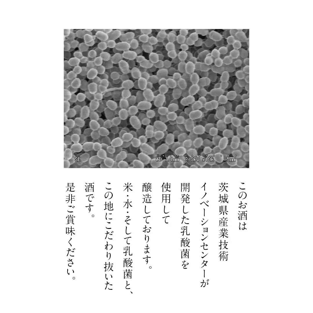 真壁 MAKABE 直汲生 500ml 地酒 純米吟醸 生酒 日本酒 米 村井醸造 国産 乳酸菌 お酒 フレッシュ 芳醇 [ET001sa]