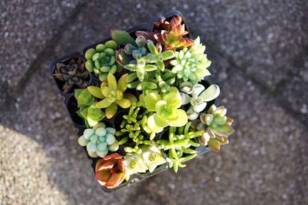 多肉植物 おまかせアソート 32苗セット _FC04