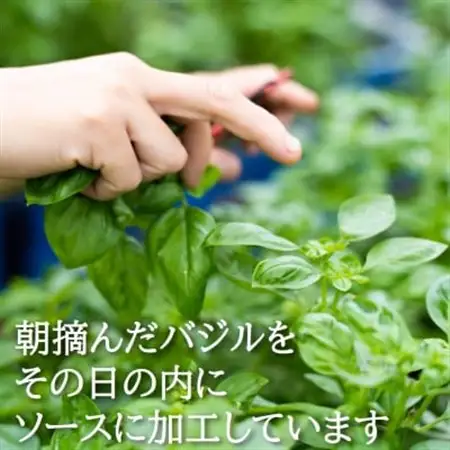 濃厚・無添加　バジルソース(ジェノベーゼソース)　瓶　100g×3本【配送不可地域：離島】【1490590】