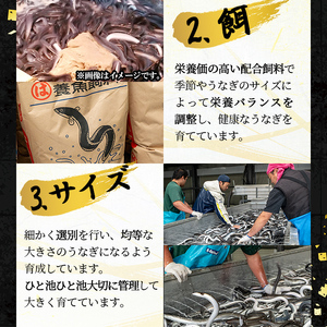 桜林養鰻のうなぎ蒲焼 計200g以上(100g以上×2尾) 鰻 うなぎ ウナギ うなぎ  蒲焼き かばやき 国産 九州産 鹿児島県産 冷凍 真空パック 簡単 うな丼 うな重 ひつまぶし 惣菜 おかず a3-195