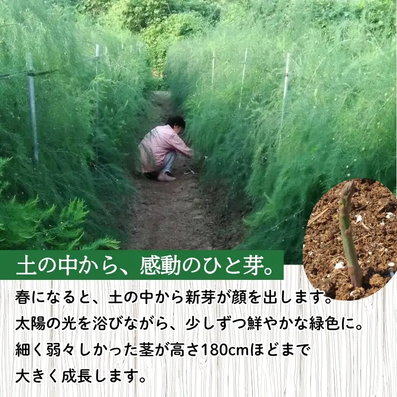 No.0793 【農家直送】鮮度抜群！ アスパラガス 1kg箱入【2026年発送】