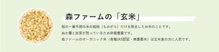 スプリングライス こしひかり (玄米)30kg(15kg×2個) ※着日指定不可 | 米 こめ コメ ご飯 玄米 単一米 国産 茨城県産 _BI68