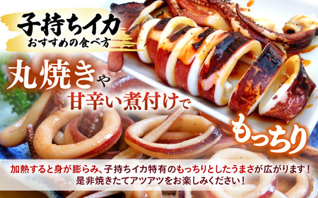 【先行予約】旬真っ盛りの 天然 ヤリイカ 約1kg（約15尾）とれたて冷凍便 丸焼き丸かぶり！【2026年3月下旬以降順次発送予定】福井 イカ いか ケンサキイカ [m21-b013]
