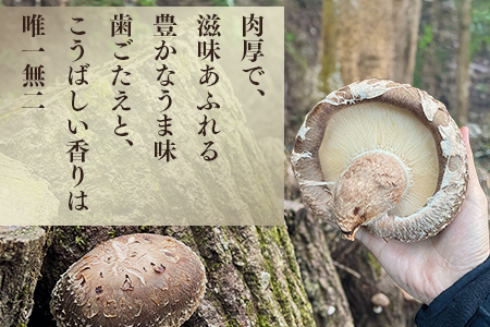 【母の日ギフト】農林水産大臣賞 大葉厚肉 乾燥椎茸 205g 026-0025-m