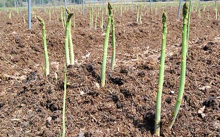 《先行予約 2026年度発送》山形の極太アスパラガス 約2kg（2Lサイズ） FSY-1265