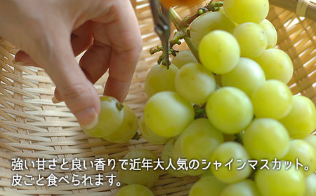 岡山県産「白桃・シャインマスカット」詰合せ 約1.0kg【26年8月下旬以降の出荷分】