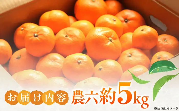 みかん 農六 約5kg フルーツ 果物 みかん BJBF001