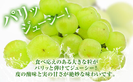 岡山県産 桃太郎ぶどう 2房【配送不可地域あり】