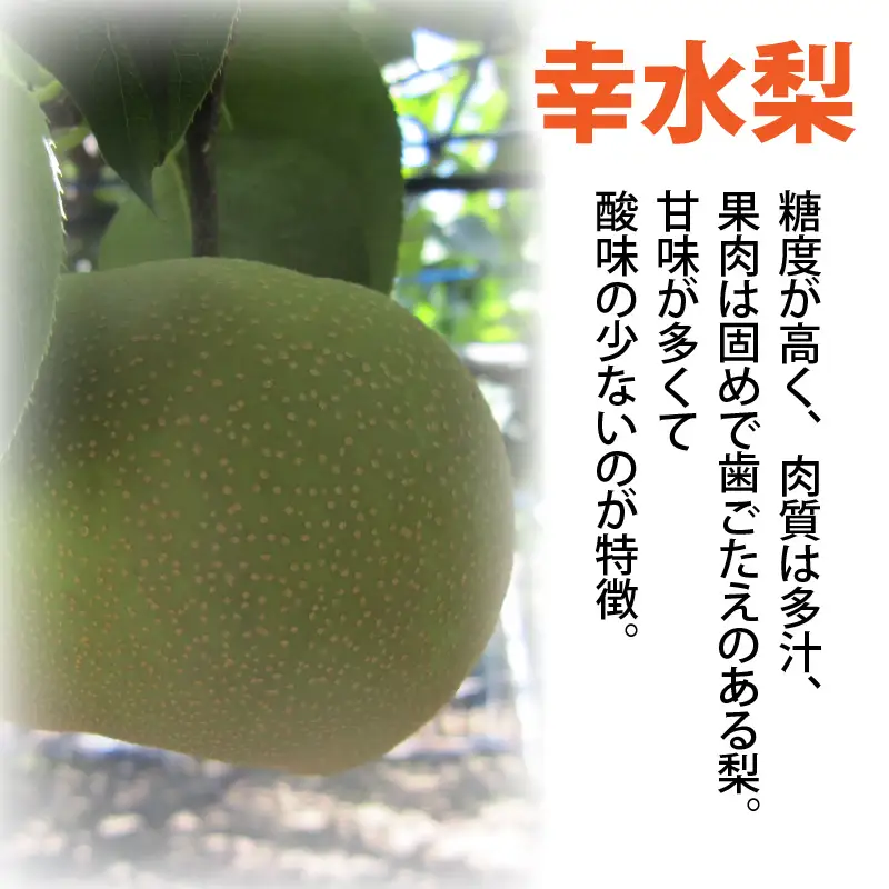 【先行予約】「福井梨」6～8玉 シャキっとした食感♪ あふれ出す果汁！【幸水梨】【2026年8月下旬以降順次発送予定】【梨 なし 和梨 先行予約 ナシ フルーツ 甘い みずみずしい 果実 果物 新鮮 お土産 贈り物 旬の果物】 [A-1007_08]