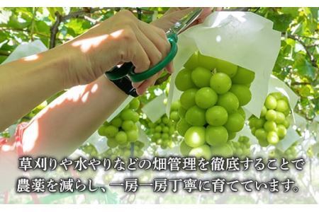 【2026年発送分 先行予約】 シャインマスカット 2～3房（約1.2kg） 8月中旬以降発送予定 フルーツ 山梨 シャイン マスカット くだもの 大粒 人気 厳選 ブドウ ぶどう 葡萄  富士川町 先行予約（C4101）