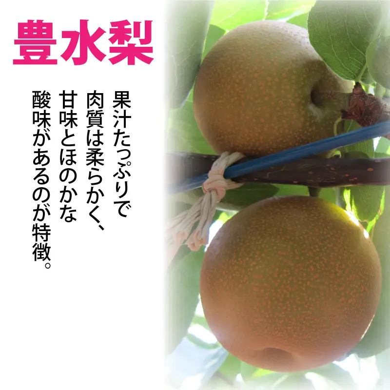 【先行予約】「福井梨」6～8玉 シャキっとした食感♪ あふれ出す果汁！【豊水梨】【2026年9月上旬～9月下旬発送予定】【梨 なし 和梨 先行予約 ナシ フルーツ 甘い みずみずしい 果実 果物 新鮮 お土産 贈り物 旬の果物】 [A-1007_09]