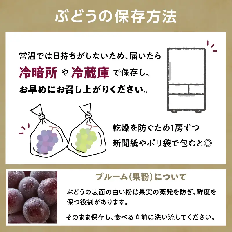 《先行受付》贈答規格 大粒ピオーネ 3～4房 約2kg【2026年9月中旬頃～発送予定】【山形ぶどう・大江町産・小林葡萄園】 024-002
