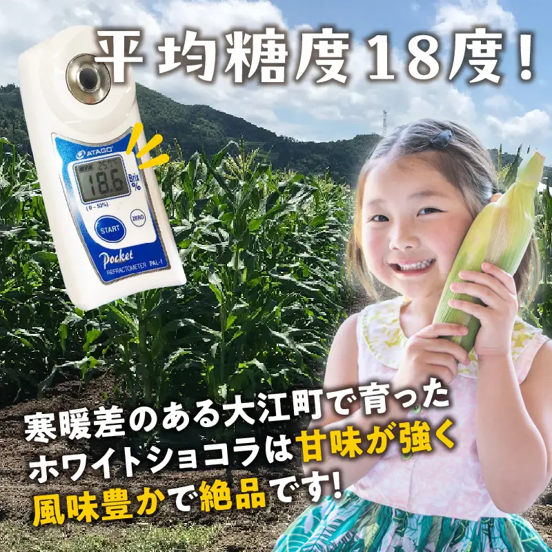 《先行受付》朝採りホワイトショコラ約5kg・A品L・11～15本程度 【2026年7月下旬頃～発送予定】【山形とうもろこし・大江町産・明石農園】 027-004