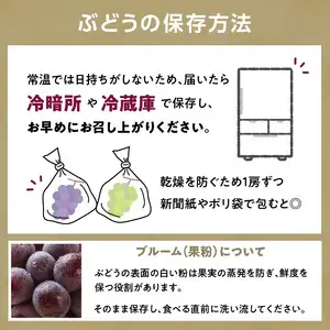 《先行受付》贈答規格シャインマスカット 約1.4kg（2～3房）【2026年9月中旬頃～順次発送予定】【山形ぶどう・大江町産・小林葡萄園】 024-003