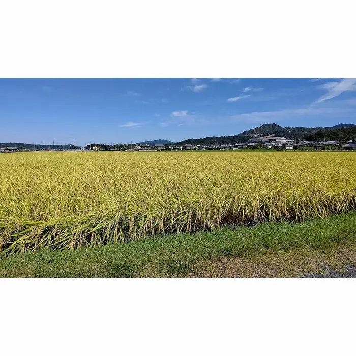 令和7年産 米 コシヒカリ 「はなふじ」 大津市産 精米 10kg ×1袋 [AZ007]