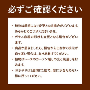 ミニグリーン 寄せ植え bring green Fleurbranch 《90日以内に出荷予定(土日祝除く)》熊本県 菊池市 観葉植物 植物 インテリア ガーデン 雑貨 エコ素材 贈物 プレゼント