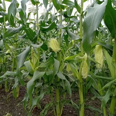 先行受付【十勝ガールズ農場】直送 ヤングコーン箱詰め 約2kg(30～35本)_野菜 とうもろこし  トウモロコシ_【配送不可地域：離島】【1490692】