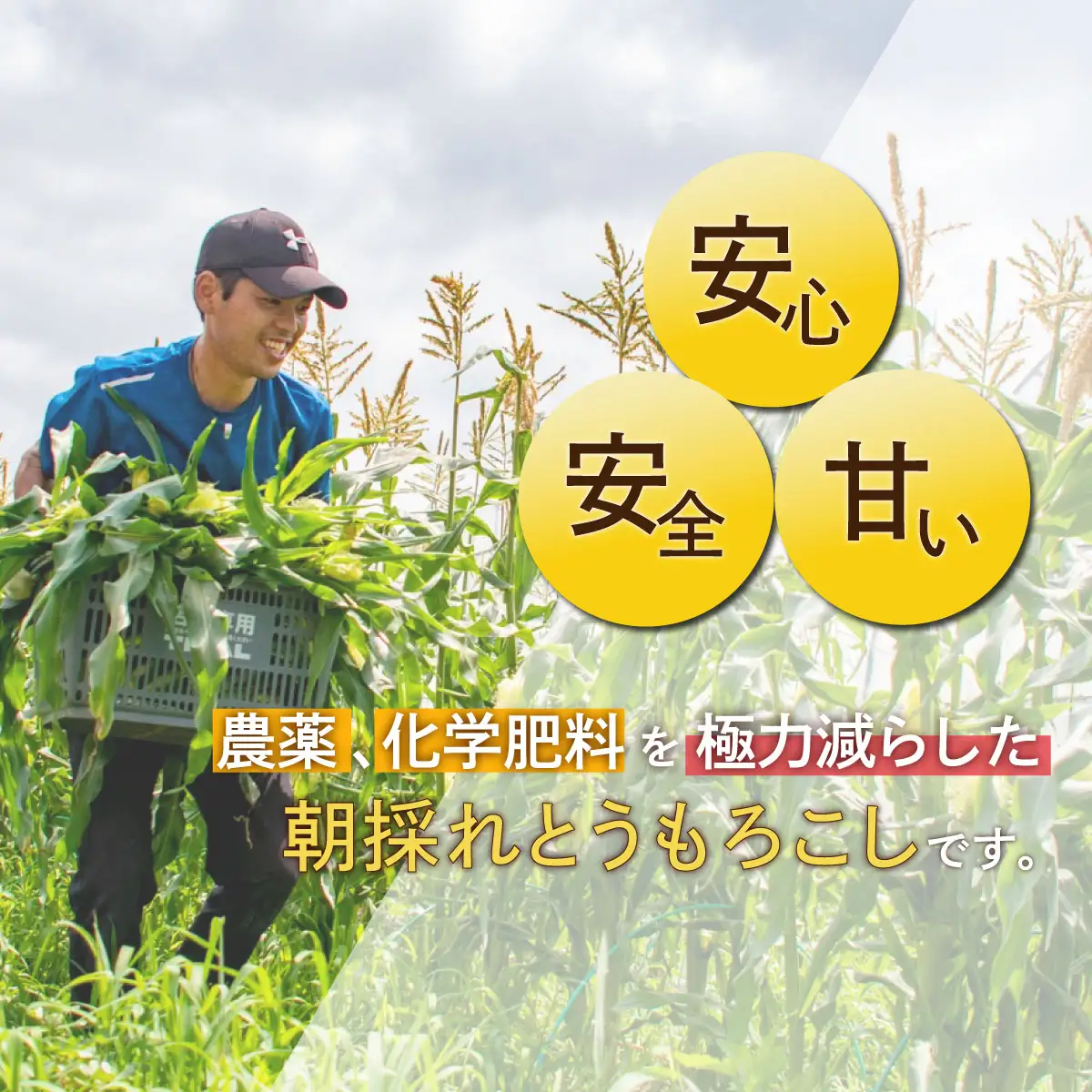 【先行受付】北斗とうもろこし 1kg (2026年8月より順次発送) HOKY003