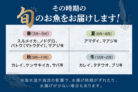 【定期便】浜田の旨い鮮魚6回お届けコース 海鮮 海鮮 セット 【006_2047】