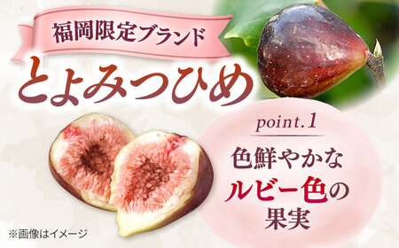 【先行受付】いちじく とよみつひめ 秀品 1.2kg [ADAY001] いちじく
