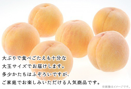 【ご家庭用】おかやまの「黄金桃」 大玉3玉（約900g）【26年8月下旬以降に順次発送】