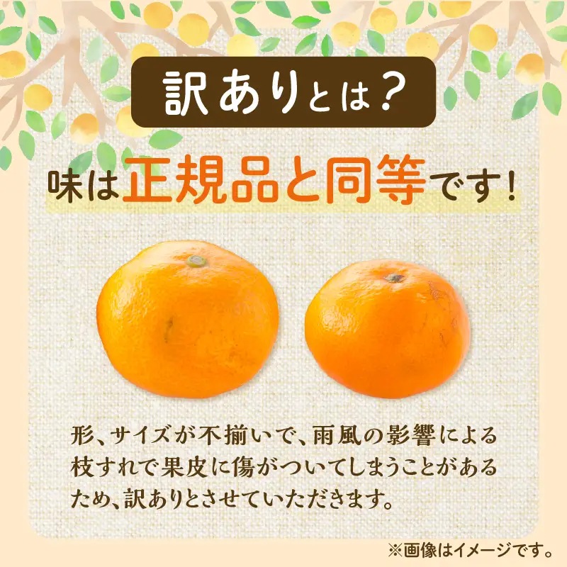 訳あり 温州 みかん 計10kg以上 傷み補償分入り まるひ農園_BB174-26
