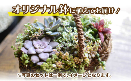 多肉植物 籠寄せ / かわいい インテリア 多肉植物[AFAT002]