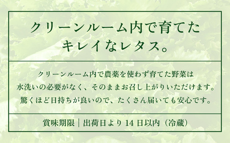 低カリウムレタス 美野菜 「JOIA」 10袋 クリーンルーム栽培 無農薬 鮮度長持ち 【野菜 生野菜 レタス サラダ お弁当 水耕栽培 洗わず食べられる 時短 付け合わせ】レタス フリルレタス 野菜 サラダ ダイエット ヘルシー  [m40-a010]