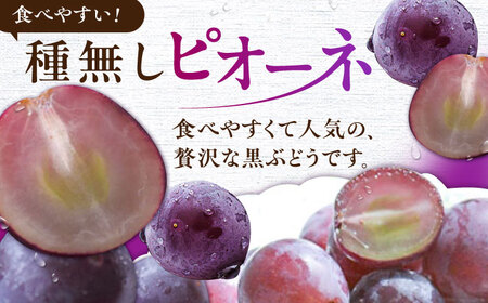 【★先行予約★ 2026年7月中旬より発送】ピオーネ 約1.4kg / ピオーネ[AFAB047]